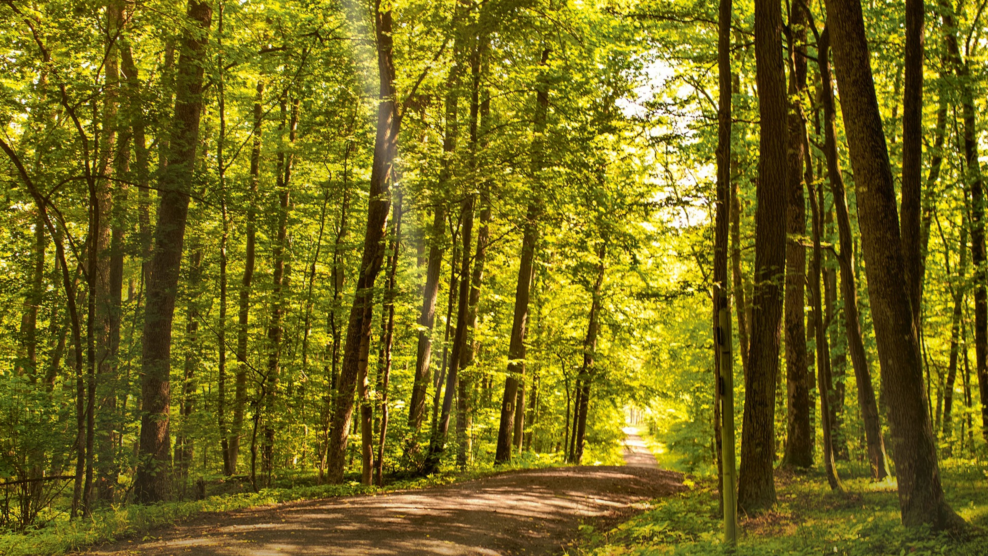 Ein Weg, der an einem sonnigen Tag durch einen Wald führt.